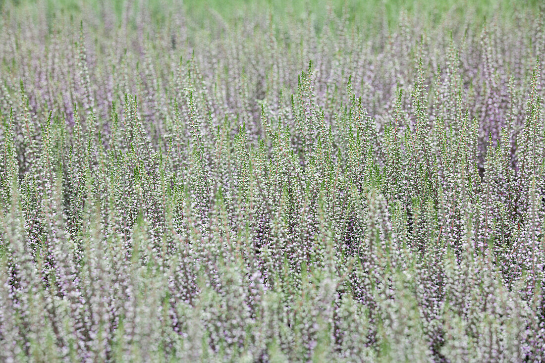 Calluna vulgaris