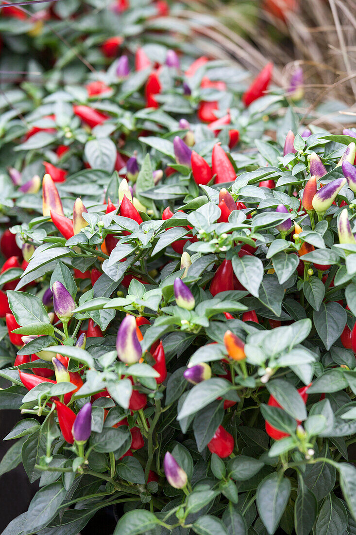 Capsicum annuum 'Acapulco'