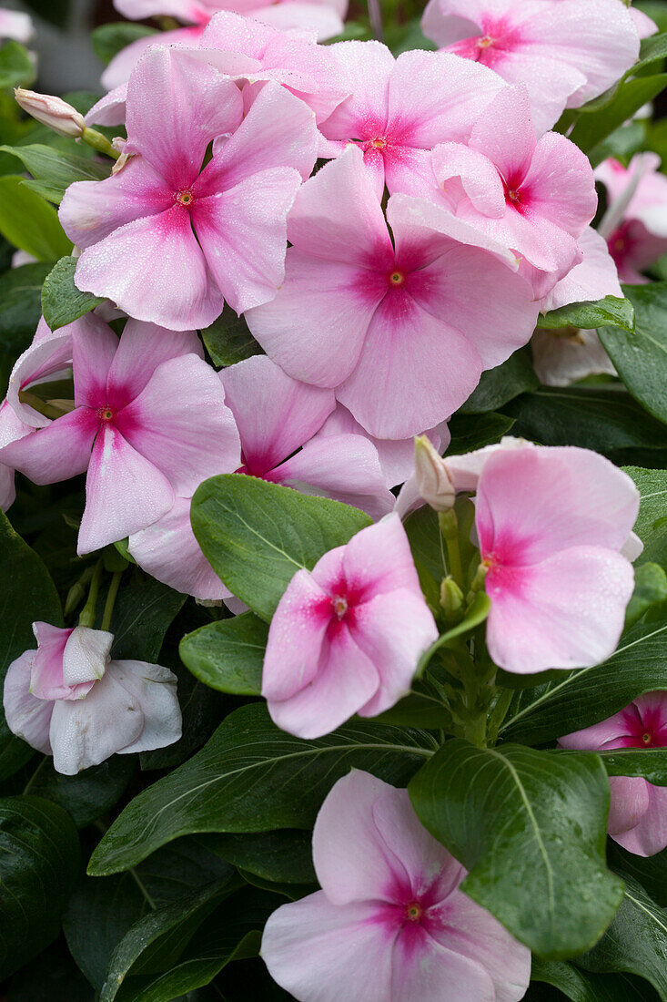 Catharanthus roseus 'Nirwana Pink Blush'