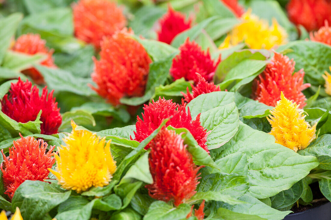 Celosia argentea var. plumosa