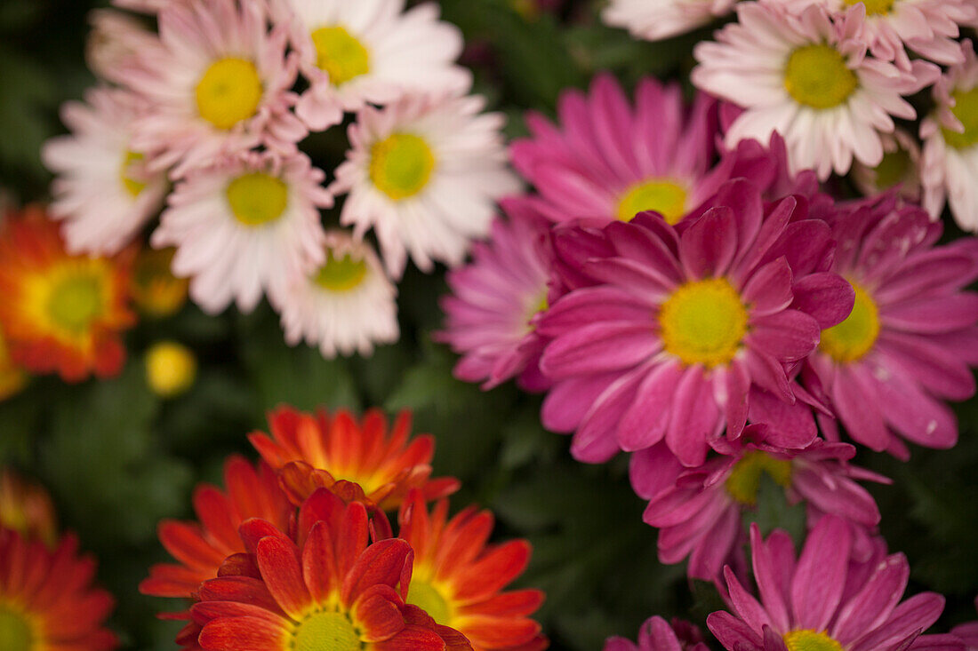 Chrysanthemen 'Pemba'