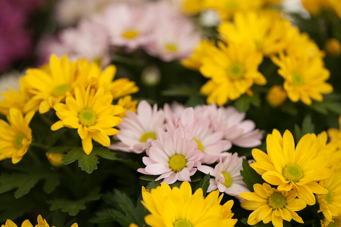Chrysanthemums 'Pemba
