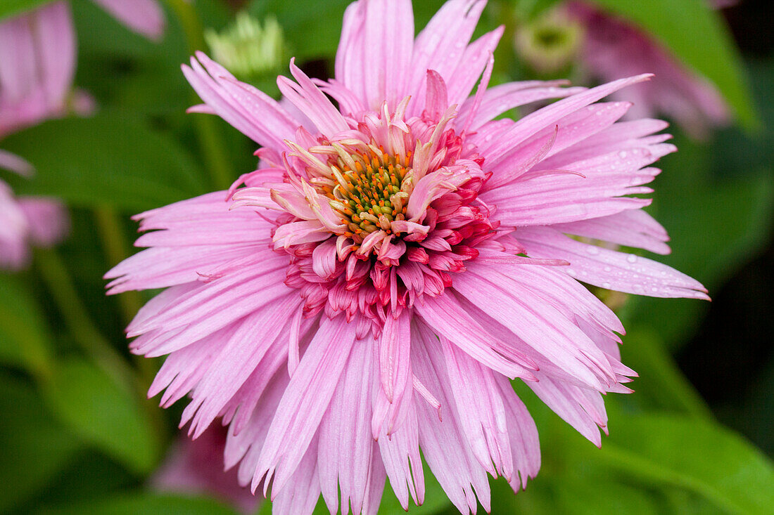 Echinacea 'Meteor Pink'