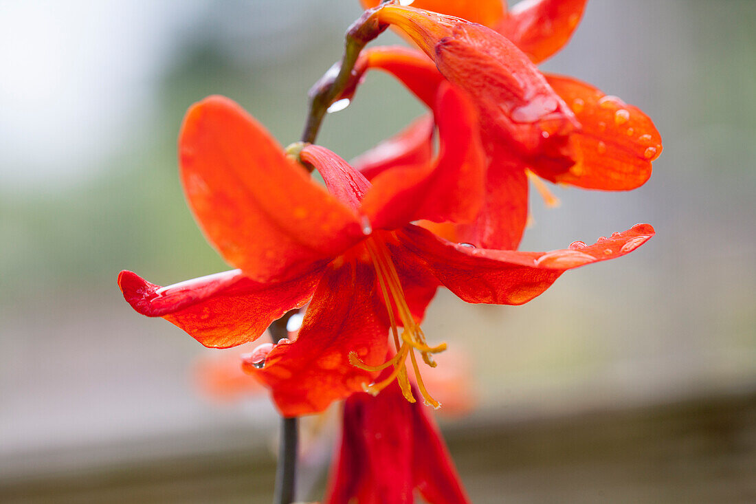 Crocosmia x crocosmiiflora 'Babylon'