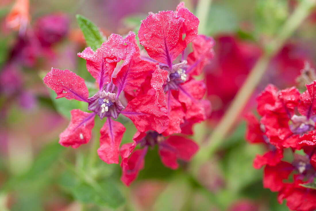 Cuphea llavea 'Vienco Hot Pink'