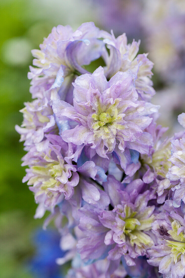 Delphinium elatum 'Blueberry Pie'®