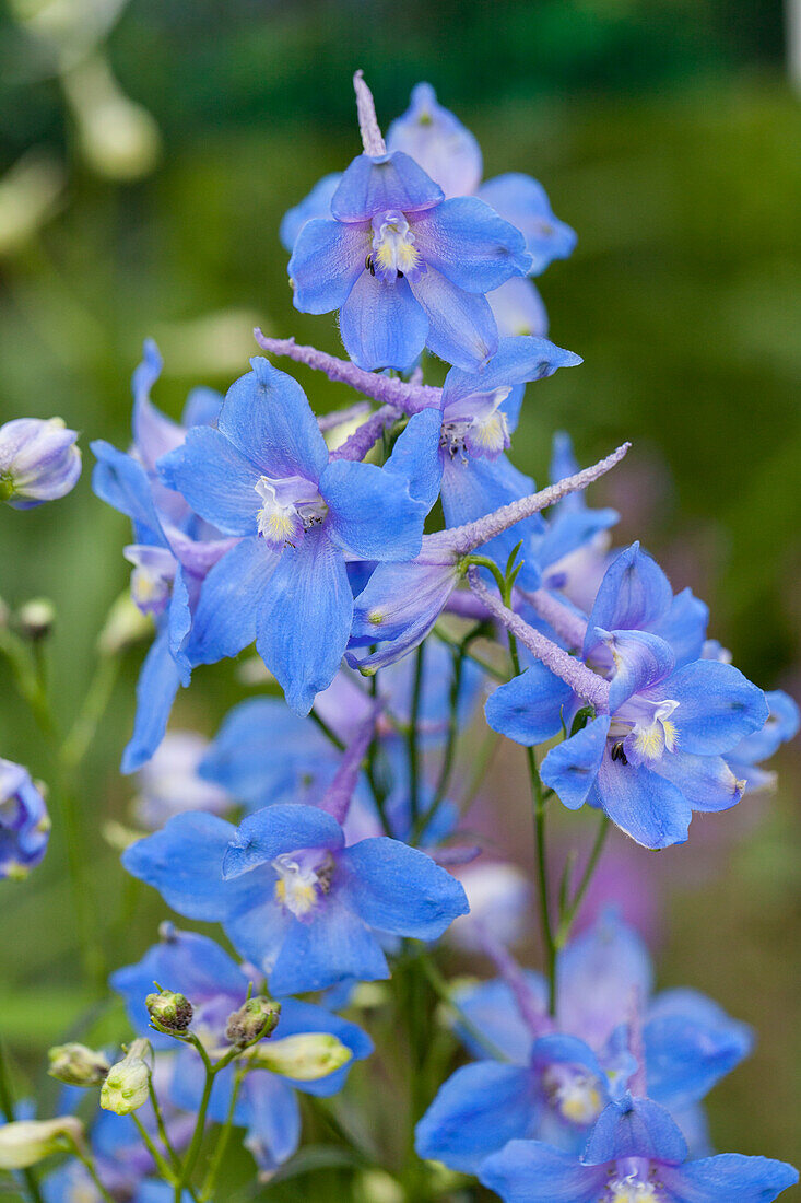 Delphinium belladonna 'Piccolo'