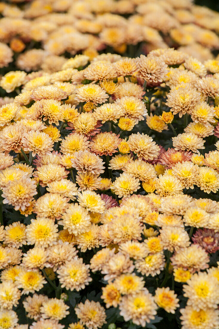 Chrysanthemum x grandiflorum