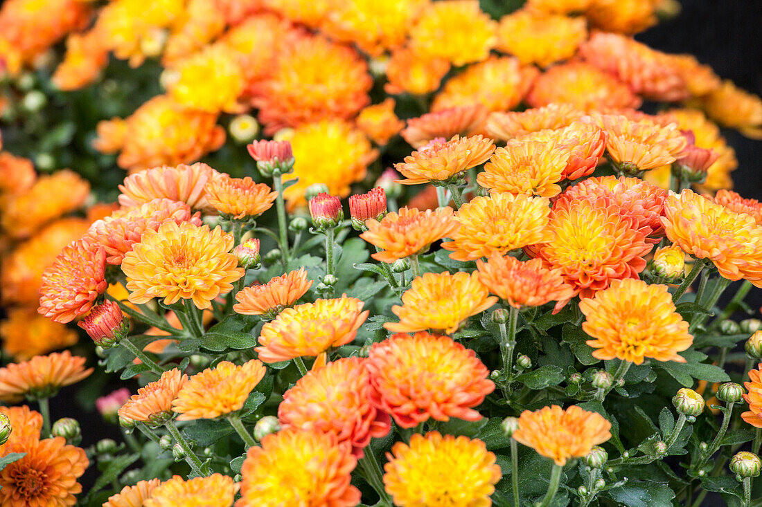 Chrysanthemum multiflora