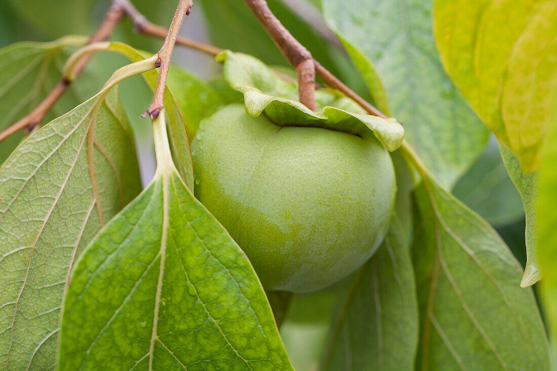 Diospyros persimmon