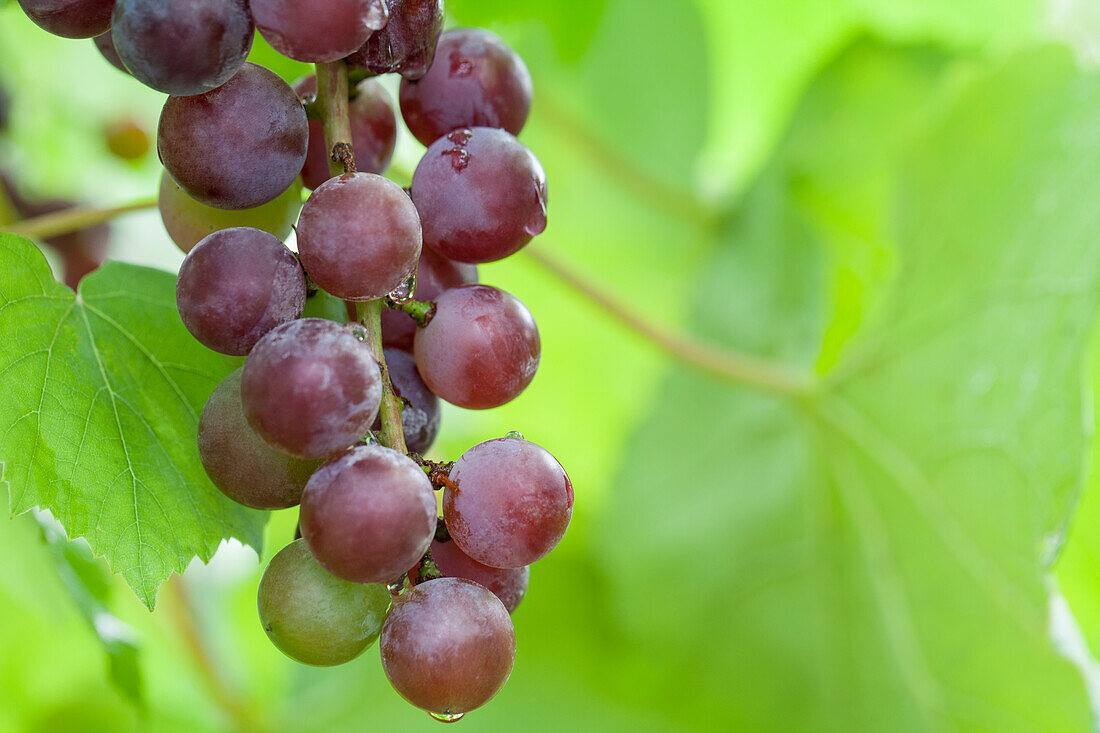 Vitis vinifera 'Dirju Campbell'