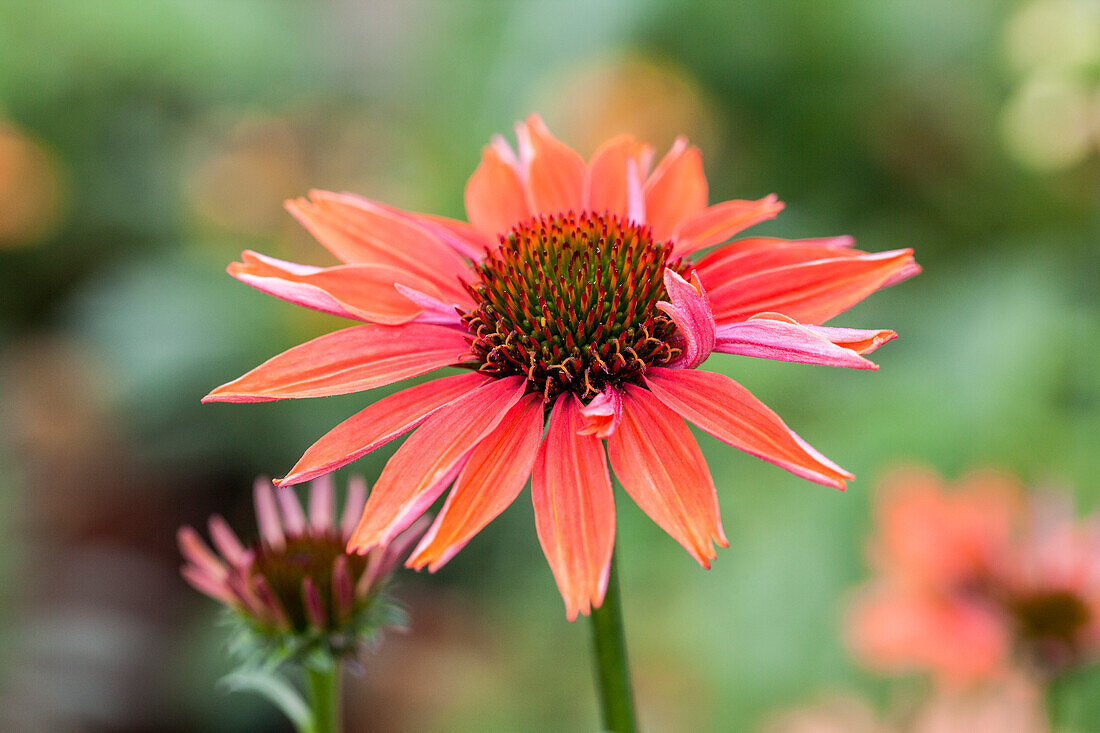 Echinacea purpurea 'Sundown'®