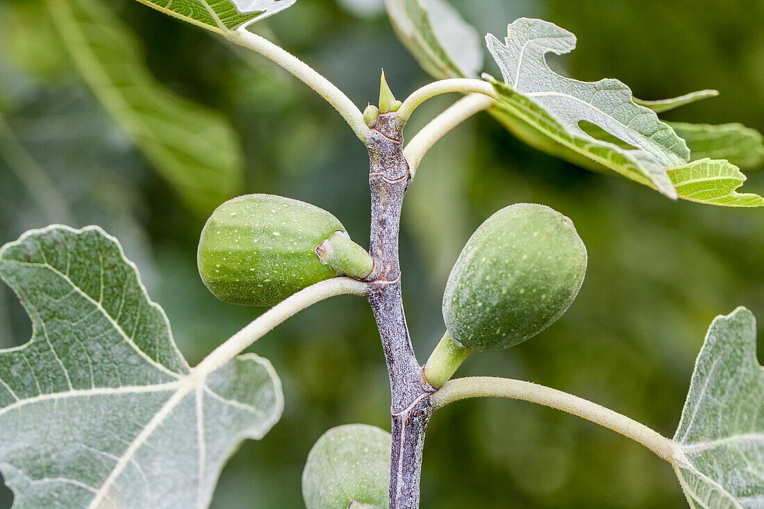 Ficus carica