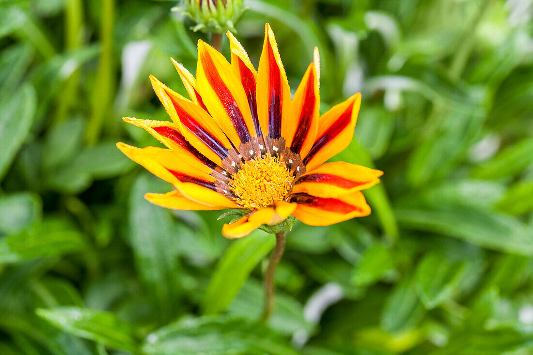 Gazania 'Tibal SunBathers'