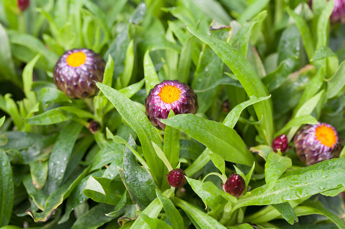 Helichrysum 'Xagros Purple'