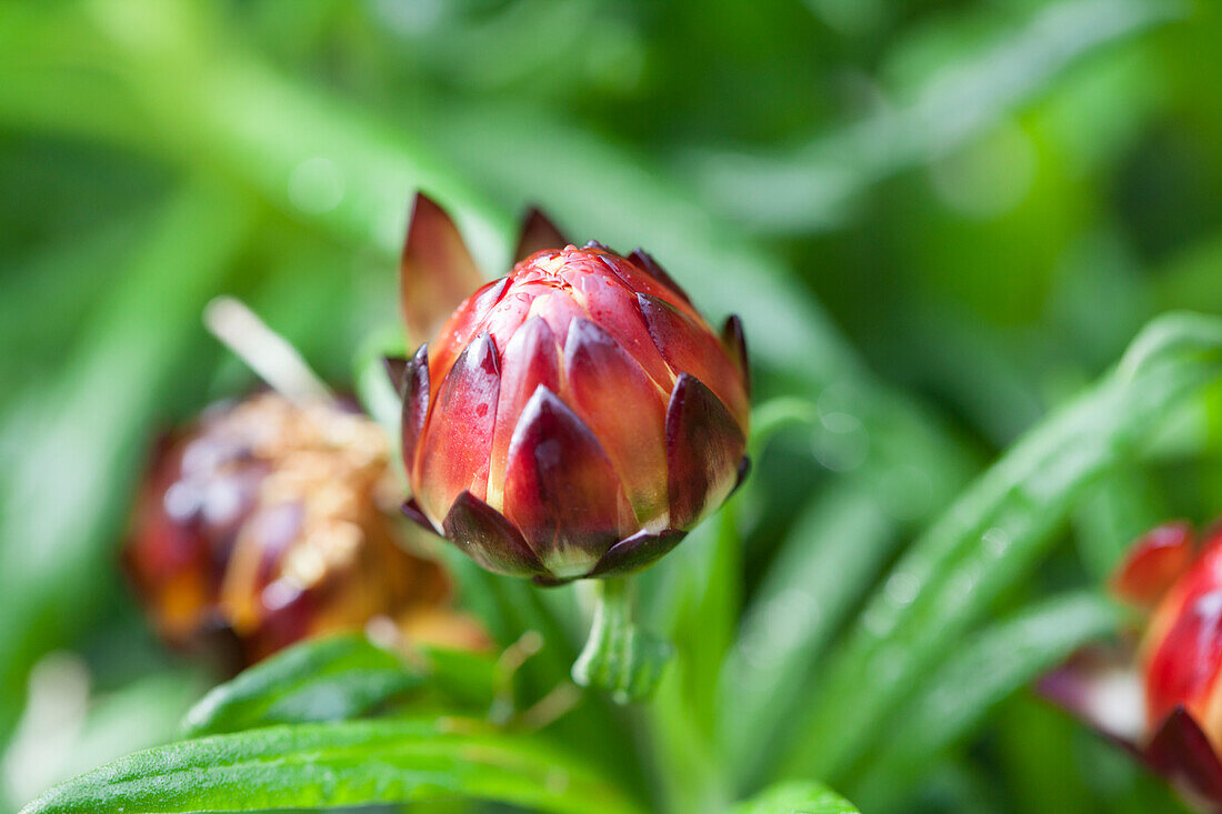 Helichrysum Xagros Red