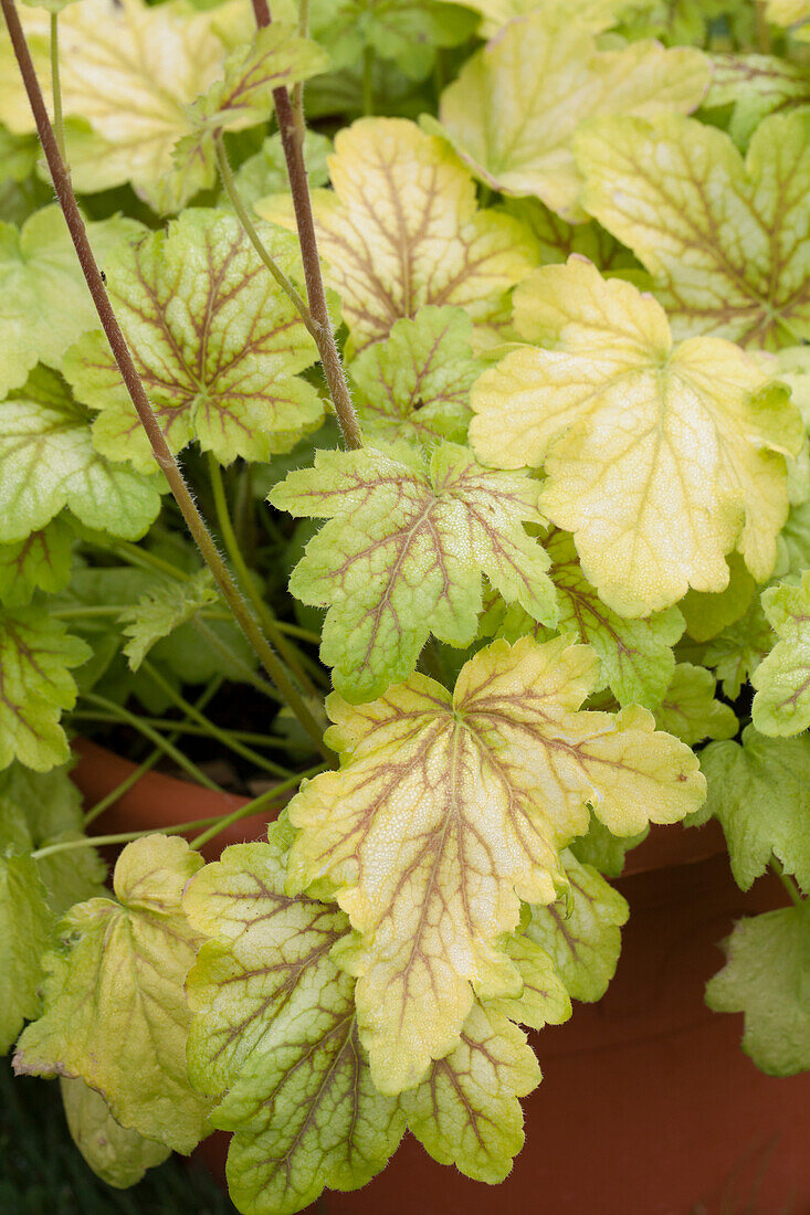 Heuchera 'Renoir