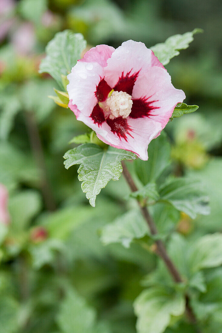 Hibiscus syriacus 'Hamabo'