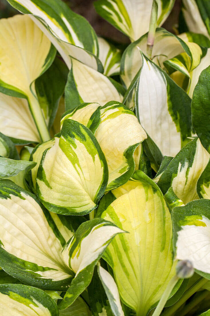 Hosta 'Color Festival