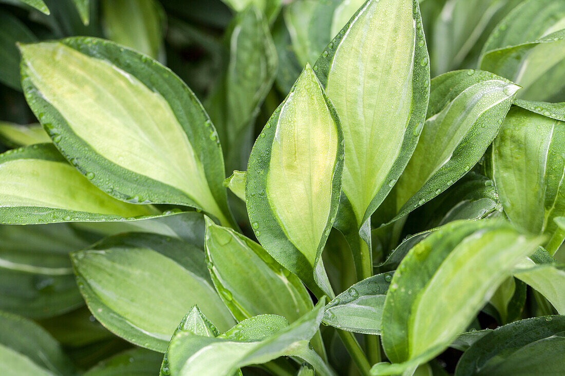 Hosta 'Gipsy Rose'