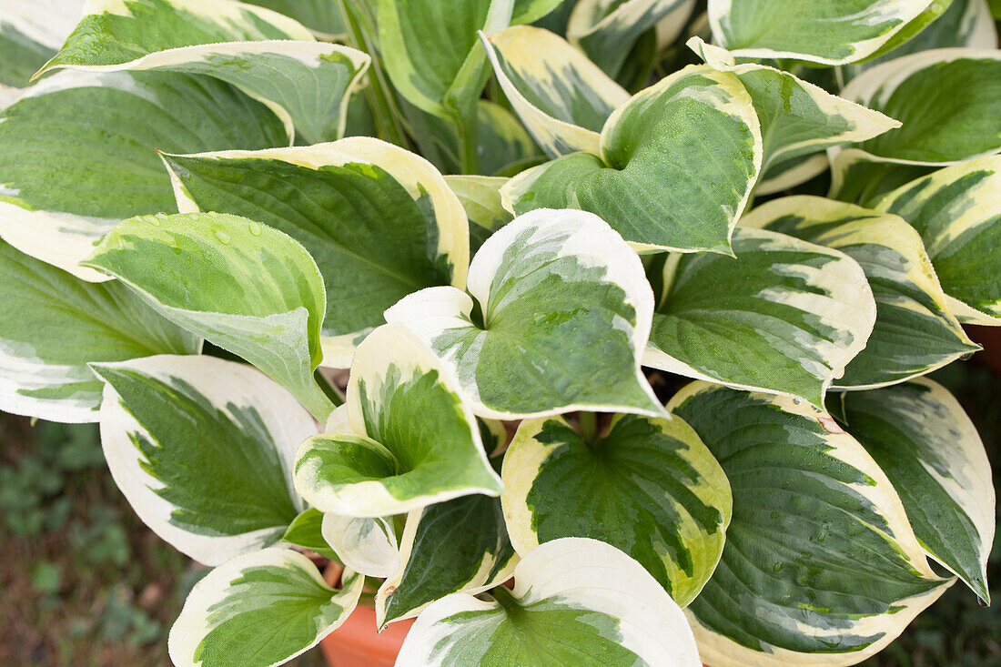 Hosta 'Whirlwind'