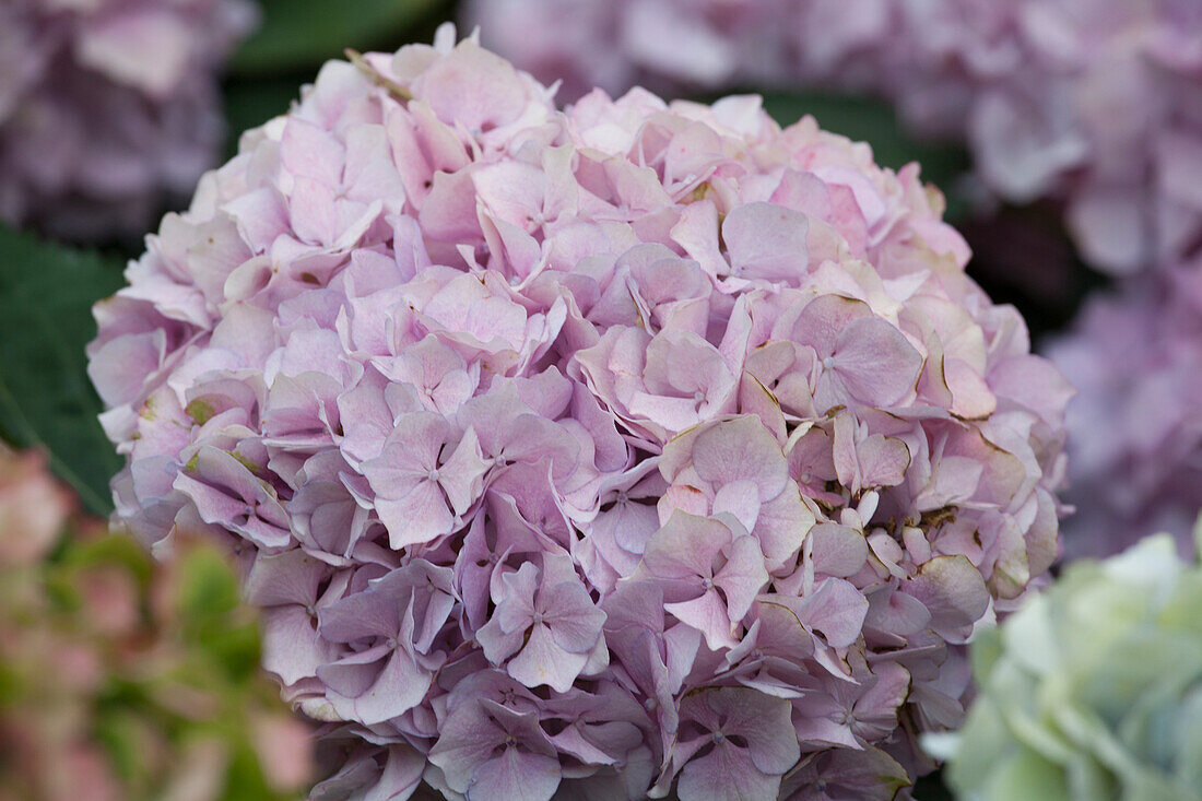 Hydrangea macrophylla