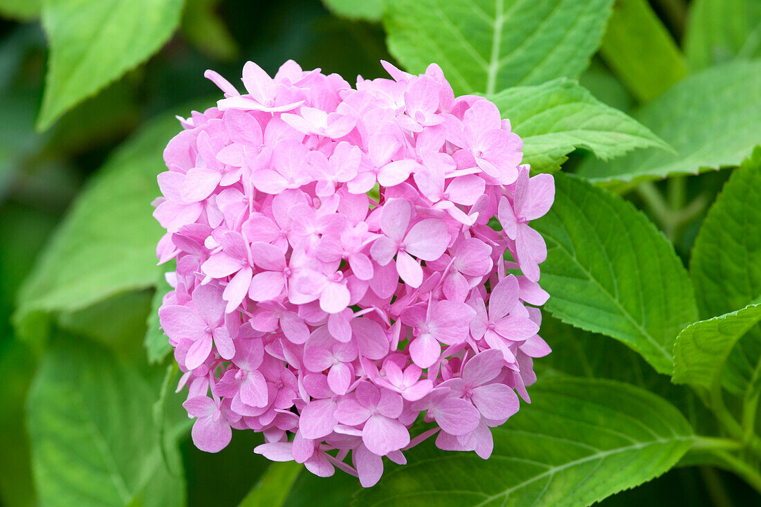 Hydrangea 'Endless Summer'®