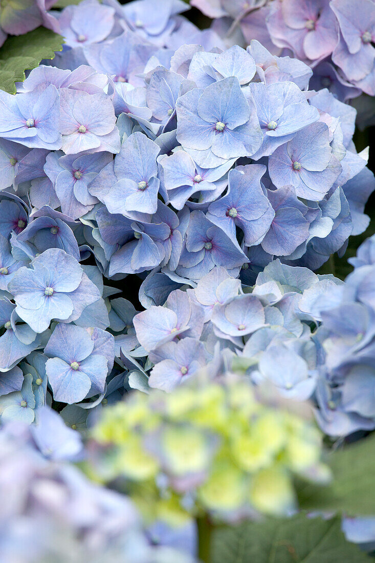 Hydrangea macrophylla, blau