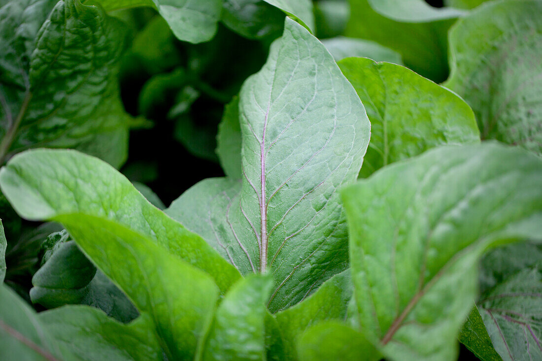 Cichorium intybus var. foliosum 'Jupiter F1'