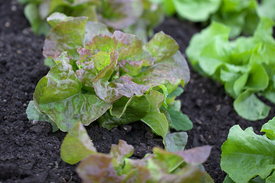 Lactuca sativa var. capitata 'Four Seasons'