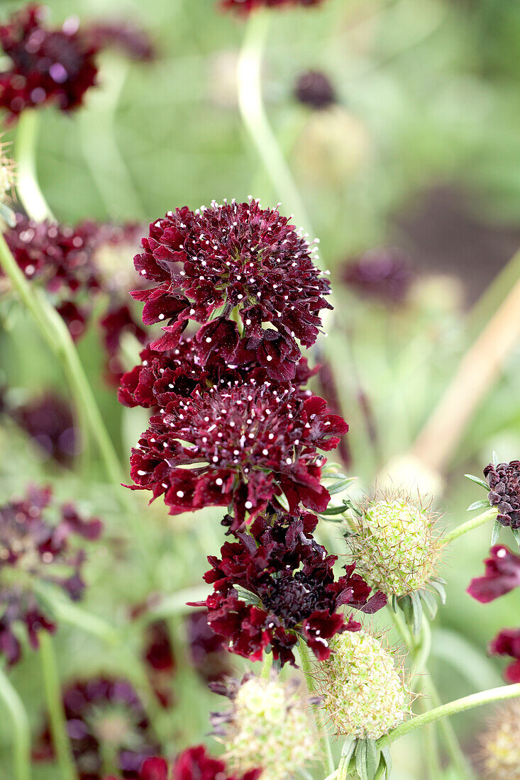 Scabiosa 'Blackberry Scoop'™