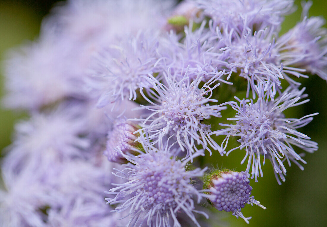 Ageratum houstonianum, blau