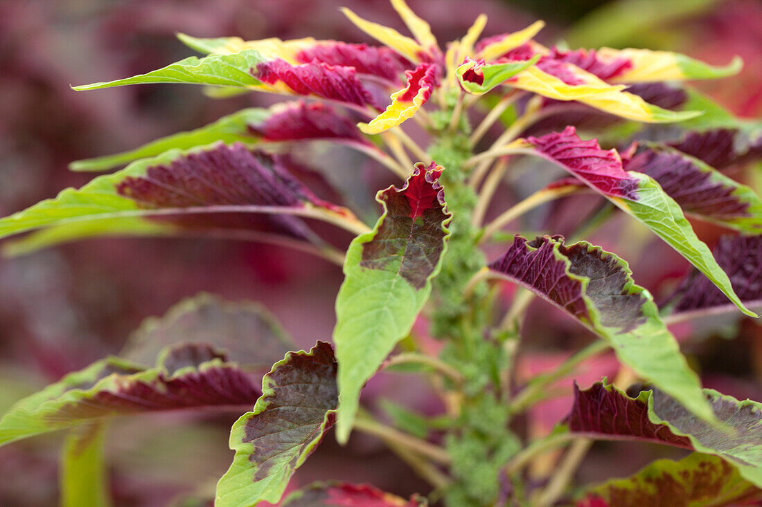 Amaranthus tricolor Perfecta