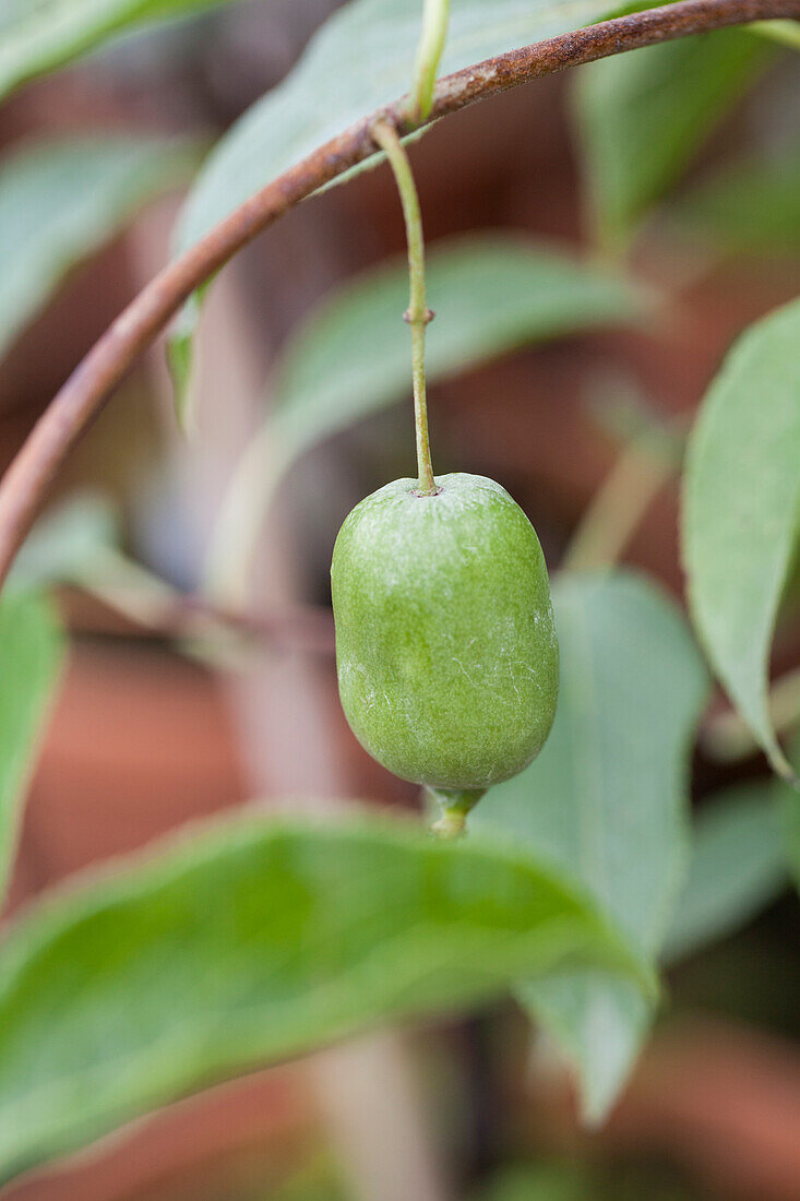 Actinidia arguta 'Issai'