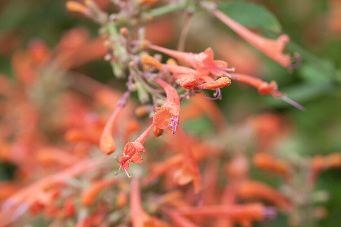 Agastache 'Kudos Mandarin'