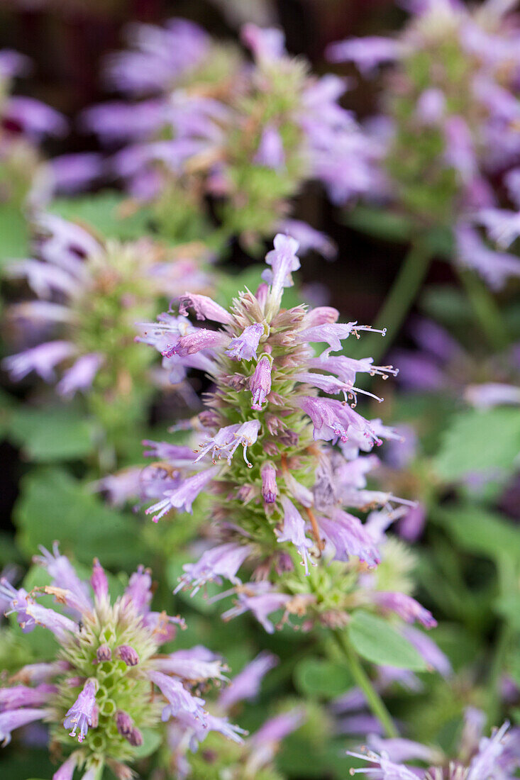 Agastache 'Kudos Silver Blue'