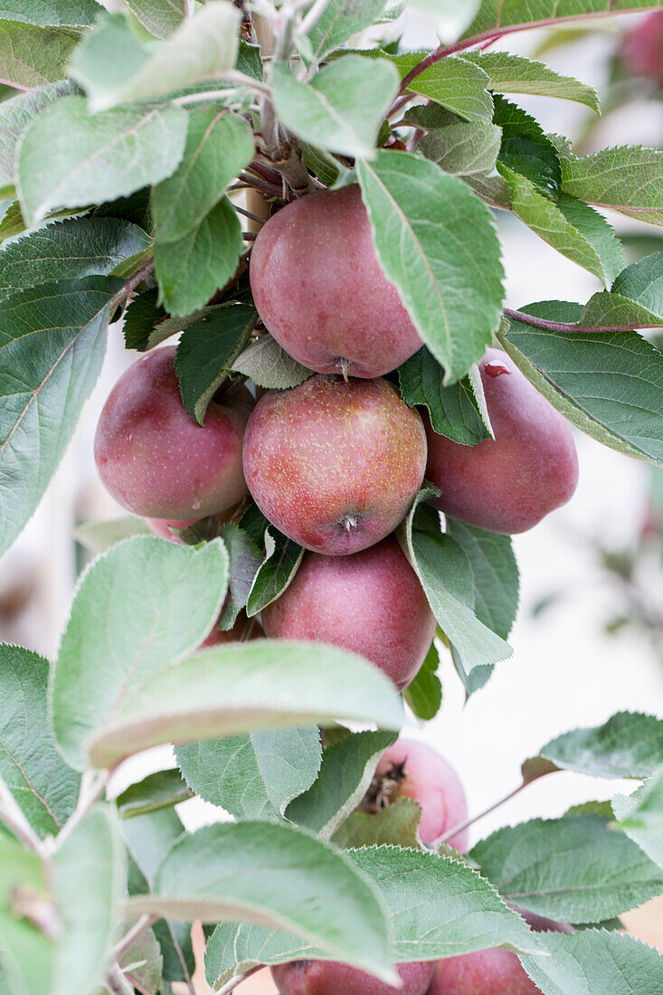 Malus domestica 'Redlane'