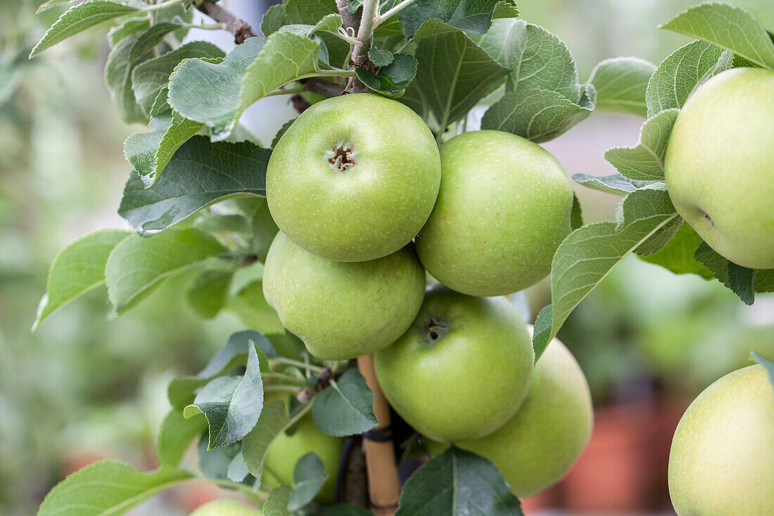 Malus domestica Delbard Jubile