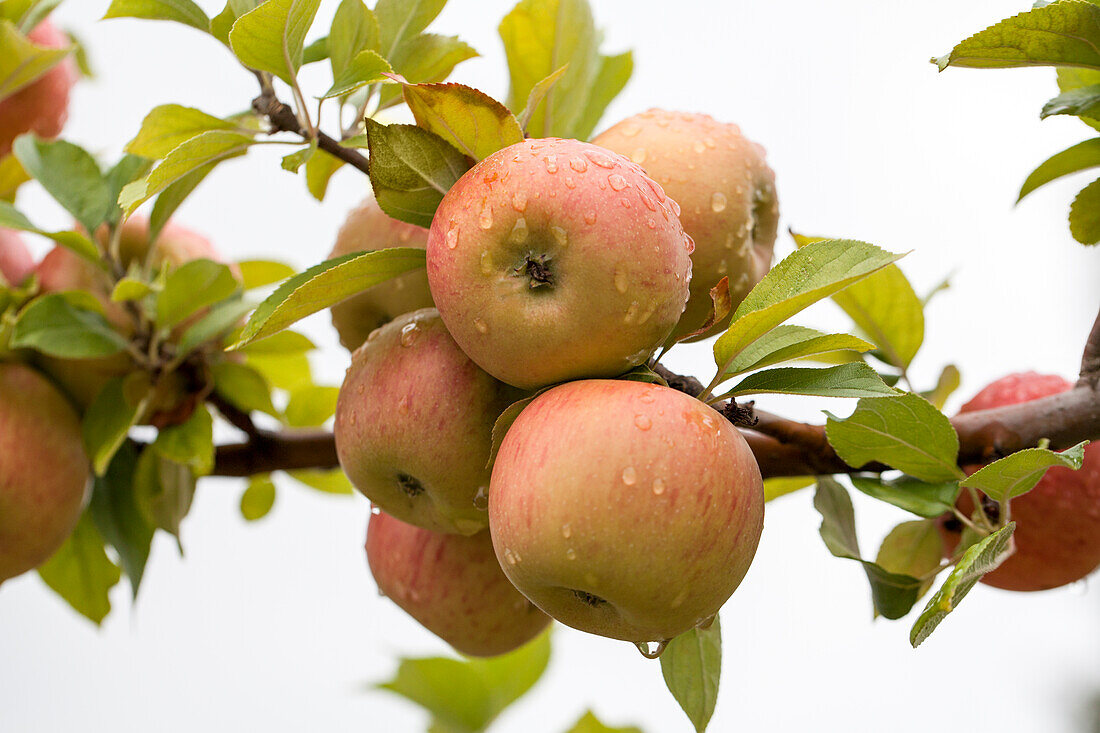 Malus domestica 'Golden Parmania