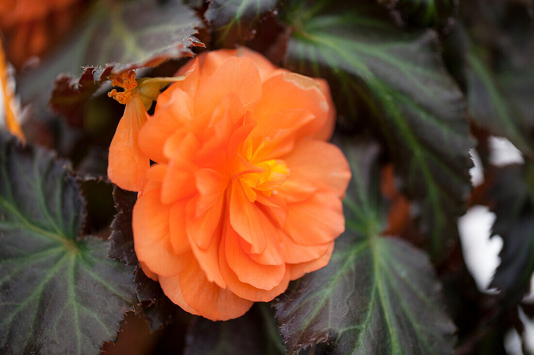 Begonia x tuberhybrida 'Non-Stop® Mocca Deep Orange