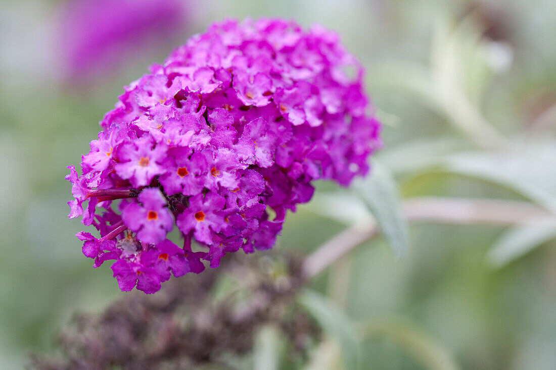 Buddleja davidii, lila