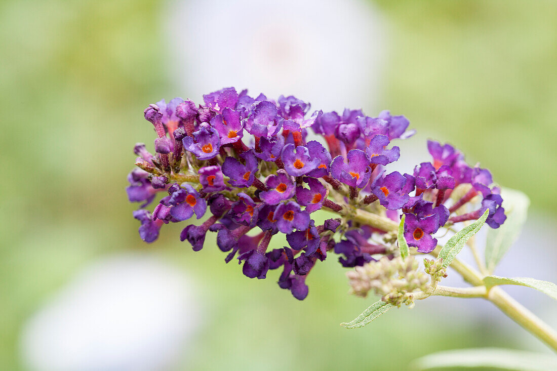 Buddleja davidii, lila