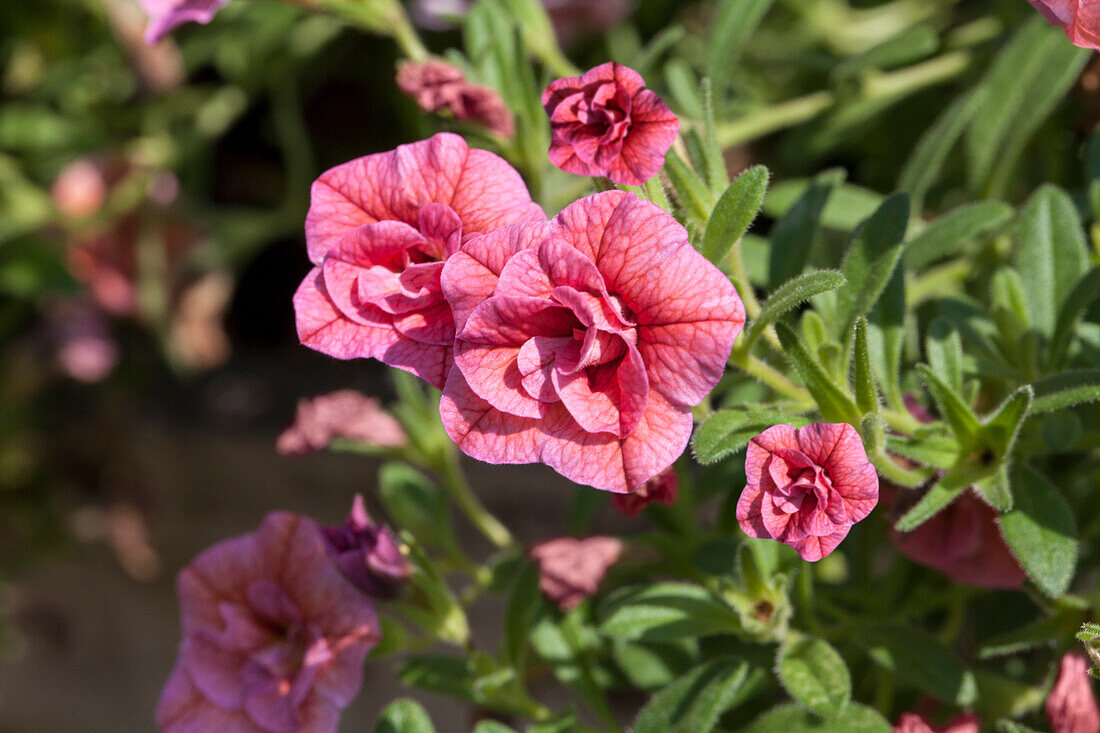 Calibrachoa 'Sweet Bells Double Coral '