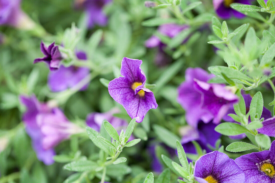 Calibrachoa 'Kabloom Deep Blue