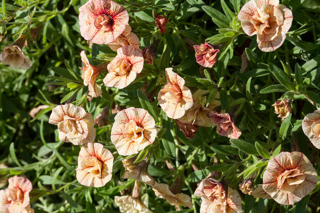 Calibrachoa Sweet Bells Double Peach