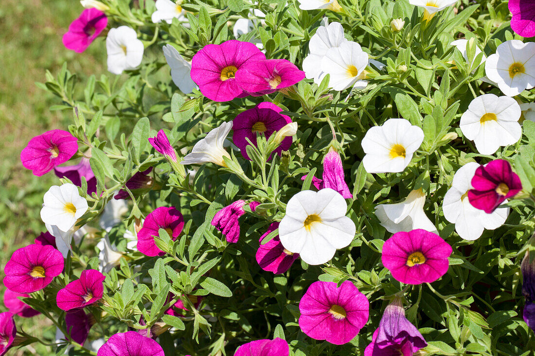 Calibrachoa Trinidad Mix