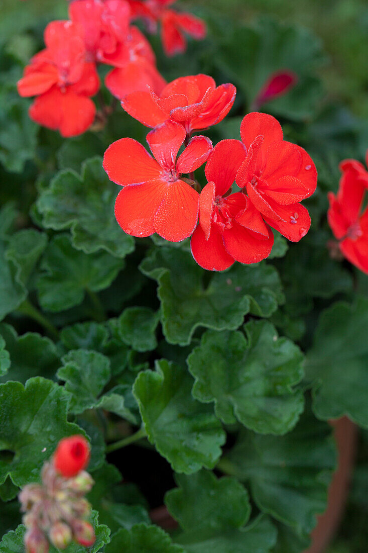 Pelargonium 'Juliane'