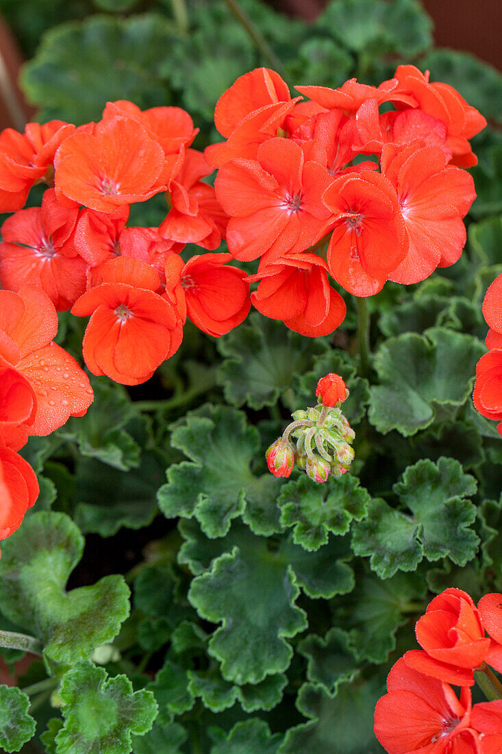 Pelargonium zonale 'PAC® Morning Sun'