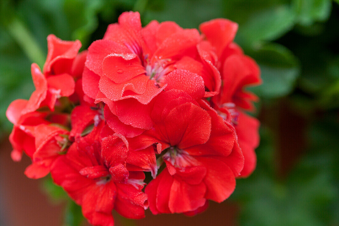 Pelargonium Polly