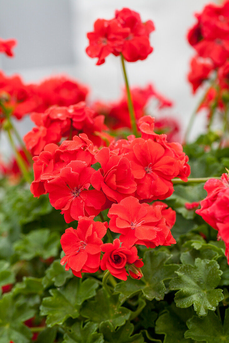 Pelargonium 'Polly'